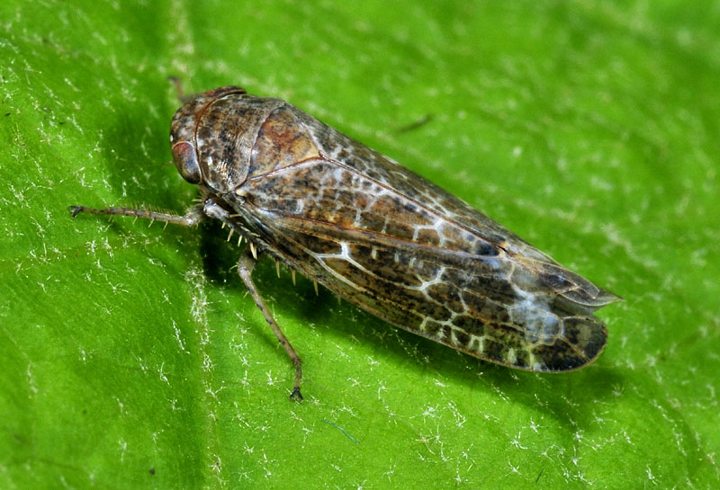 Allygidius sp.